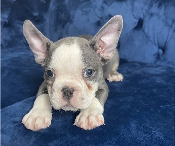 Medium Photo #12 French Bulldog Puppy For Sale in COLUMBUS, OH, USA