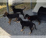 Small #1 German Shepherd Dog Mix