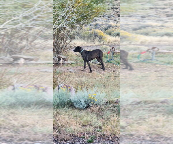 Medium Photo #7 Great Dane-Unknown Mix Puppy For Sale in Bullard, TX, USA