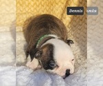 Small Photo #2 Boston Terrier Puppy For Sale in POMEROY, OH, USA
