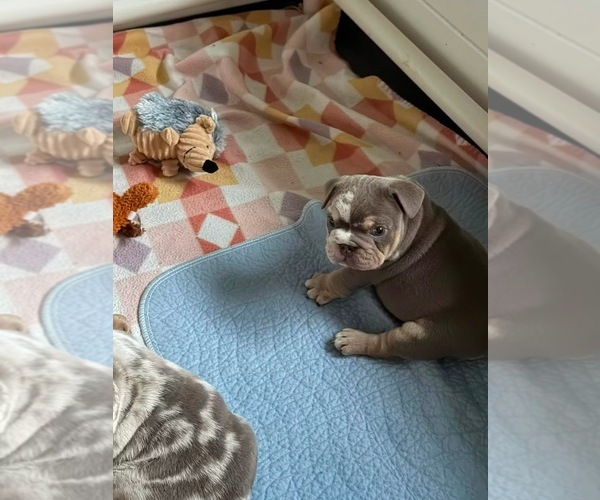 Medium Photo #5 English Bulldog Puppy For Sale in OZARK, AL, USA