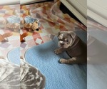 Small #4 English Bulldog