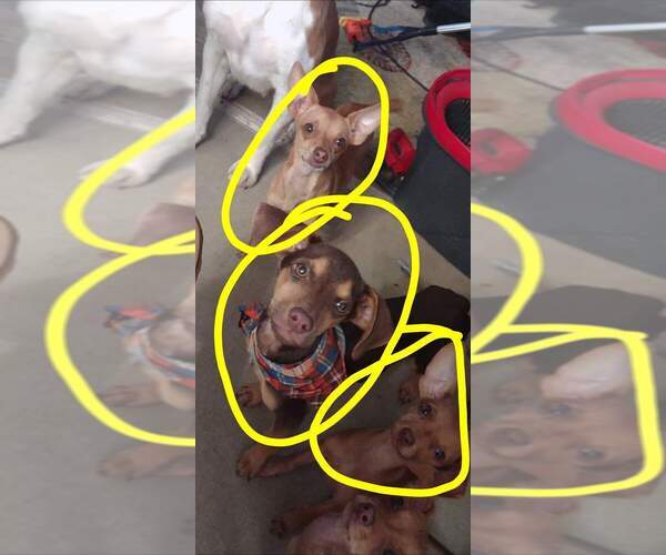 Medium Photo #4 Chihuahua-Unknown Mix Puppy For Sale in Aurora, IN, USA