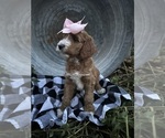 Puppy Eggnog Goldendoodle-Poodle (Standard) Mix