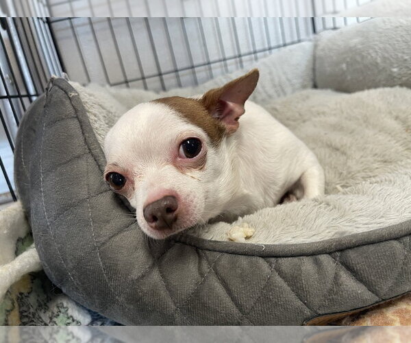 Medium Photo #2 Chihuahua Puppy For Sale in Bolivar, MO, USA