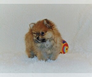 Pomeranian Puppy for sale in LA RUSSELL, MO, USA