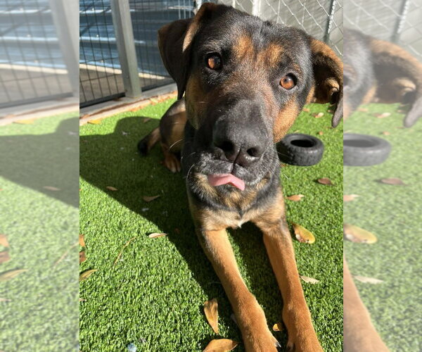 Medium Photo #10 Mutt Puppy For Sale in Elmsford, NY, USA