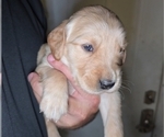 Puppy Light Pink Golden Irish-Golden Retriever Mix