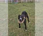 Small #15 American Pit Bull Terrier-Labrador Retriever Mix