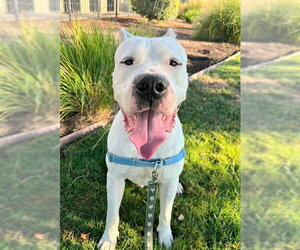 Argentinian Mastiff Dogs for adoption in Sacramento, CA, USA