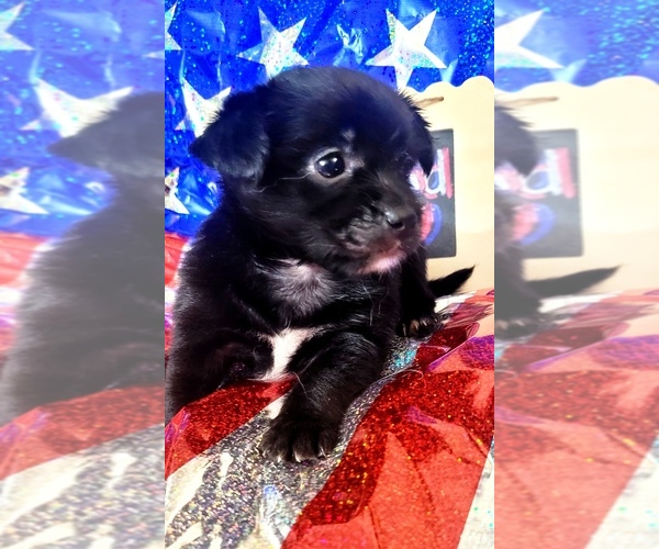 Medium Photo #100 Yorkshire Terrier Puppy For Sale in AKRON, OH, USA