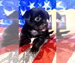 Small #8 Yorkshire Terrier