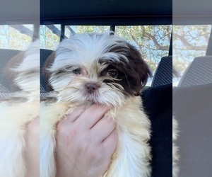 Medium Shih Tzu