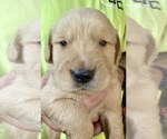 Small #4 Golden Retriever