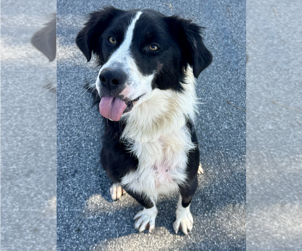 Medium Photo #3 Border-Aussie Puppy For Sale in Newport Beach, CA, USA
