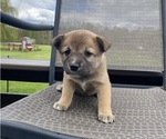 Small #1 Alaskan Husky-Border Collie Mix