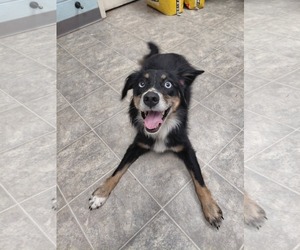 Sybbie aka Sybil: Not at shelter (Kendra) - Female Australian Shepherd-Unknown Mix Dog for Adoption - Photo #4