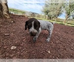 Small Photo #15 German Shorthaired Pointer Puppy For Sale in EVANSVILLE, WY, USA