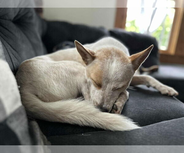 Medium Photo #2 Mutt Puppy For Sale in Garden City, NY, USA