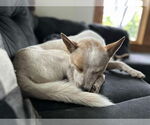 Small #1 Mutt