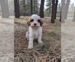 Puppy Baby Boy 1 Cavapoo
