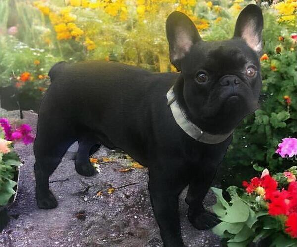 Medium Photo #1 French Bulldog Puppy For Sale in POWDER SPRINGS, GA, USA