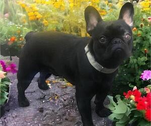 Father of the French Bulldog puppies born on 05/12/2026