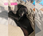 Small #3 Labrador Retriever Mix