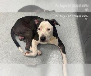 American Bulldog Dogs for adoption in Ocala, FL, USA