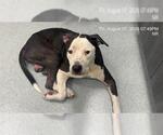 Small American Bulldog
