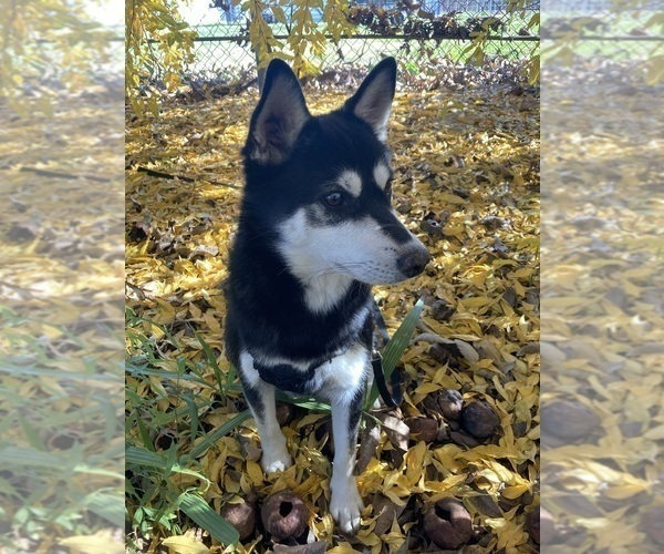 Medium Photo #4 Alaskan Klee Kai Puppy For Sale in GLENDALE, AZ, USA