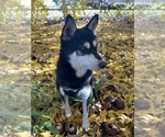 Small Photo #4 Alaskan Klee Kai Puppy For Sale in GLENDALE, AZ, USA