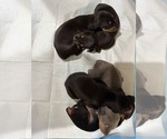 Small Photo #6 Doberman Pinscher Puppy For Sale in LOS ANGELES, CA, USA