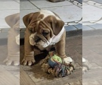 Small Photo #10 Bulldog Puppy For Sale in STEUBENVILLE, OH, USA