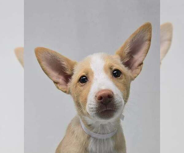 Medium Photo #2 Basenji-Labrador Retriever Mix Puppy For Sale in Brewster, NY, USA