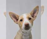 Small #1 Basenji-Labrador Retriever Mix