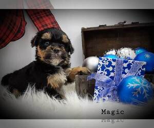 Aussiedoodle Miniature -Poodle (Standard) Mix Puppy for sale in MILLVILLE, MN, USA