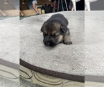 Small Photo #3 German Shepherd Dog Puppy For Sale in GRAND ISLAND, FL, USA