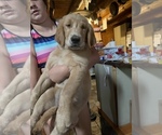 Small Photo #2 Golden Retriever Puppy For Sale in LODI, NY, USA