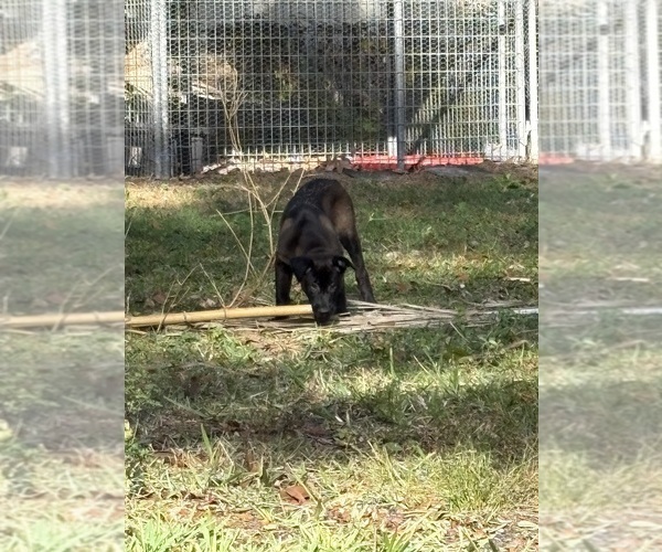 Medium Photo #3 Belgian Malinois Puppy For Sale in LAKE MARY, FL, USA