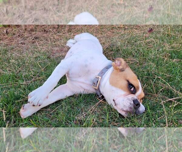 Medium Photo #4 Beabull Puppy For Sale in AURORA, IL, USA