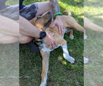 Small #5 American Staffordshire Terrier