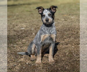 Mutt Dogs for adoption in Garden City, NY, USA