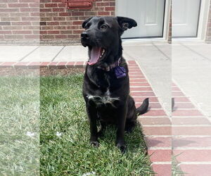 Labrador Retriever-Unknown Mix Dogs for adoption in Winter Park, CO, USA