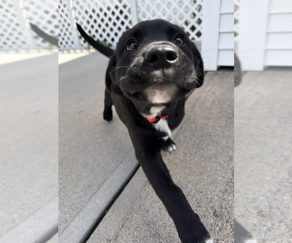 Medium Photo #4 Labrador Retriever-Unknown Mix Puppy For Sale in Aurora, IN, USA
