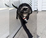 Small #3 Labrador Retriever Mix