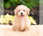 Puppy 14 Maltipoo (Miniature)