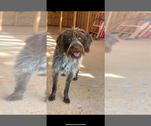 Mother of the Wirehaired Pointing Griffon puppies born on 06/28/2025