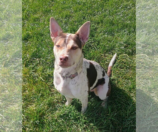 Medium Photo #1 Mutt Puppy For Sale in Polson, MT, USA