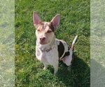 Gypsy - Female Mutt Dog for Adoption - Small photo